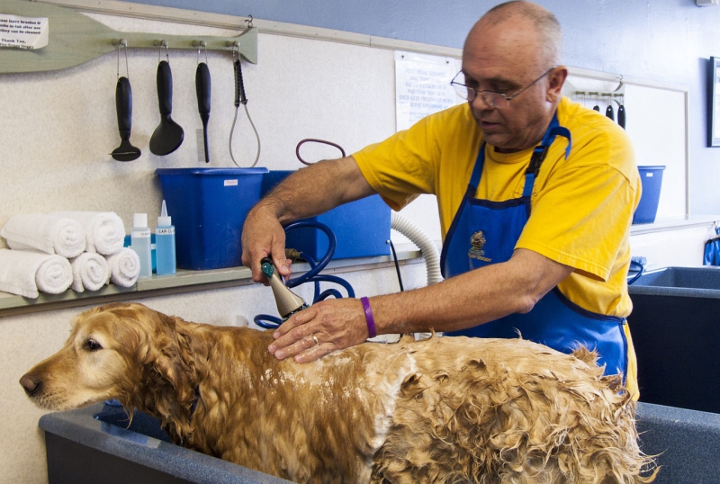 toiletteur-ST AUBAN-min_dog-bath-682169_1280